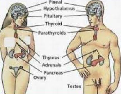 Sistem endokrin dalam anatomi tubuh manusia