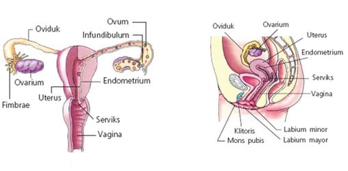Reproduksi Anatomi tubuh manusia