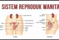 Sebut dan jelaskan fungsi organ reproduksi dalam pada wanita
