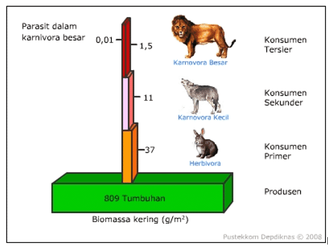 Piramida-Biomassa