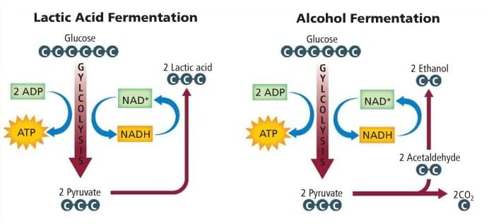 Alkohol fermentasi cuka antara fermentasi perbedaan jelaskan dan Jelaskan perbedaan