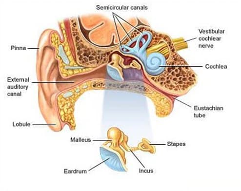 Telinga bagian tengah yang berfungsi untuk menerima gelombang bunyi setelah ditangkap daun telinga adalah