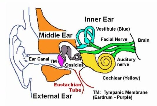 Saluran setengah lingkaran pada telinga berfungsi sebagai
