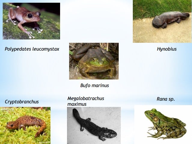 43 Hewan Vertebrata Dan Invertebrata Beserta Gambarnya Terbaru