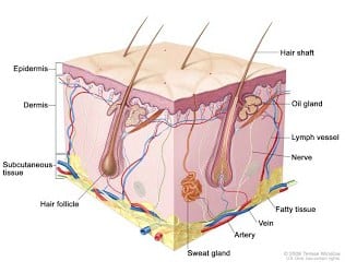 Anatomi Rambut