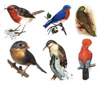 Pengertian Hewan Aves Ciri Klasifikasi Struktur Habitat