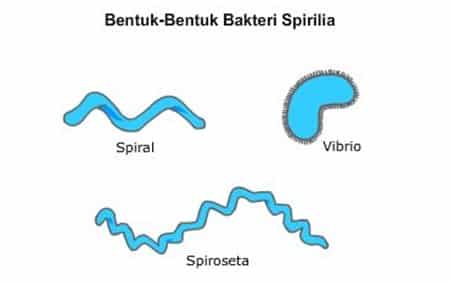 Bakteri Spirilia