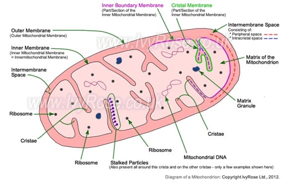 Gambar Dimensi Struktur Mitokondria