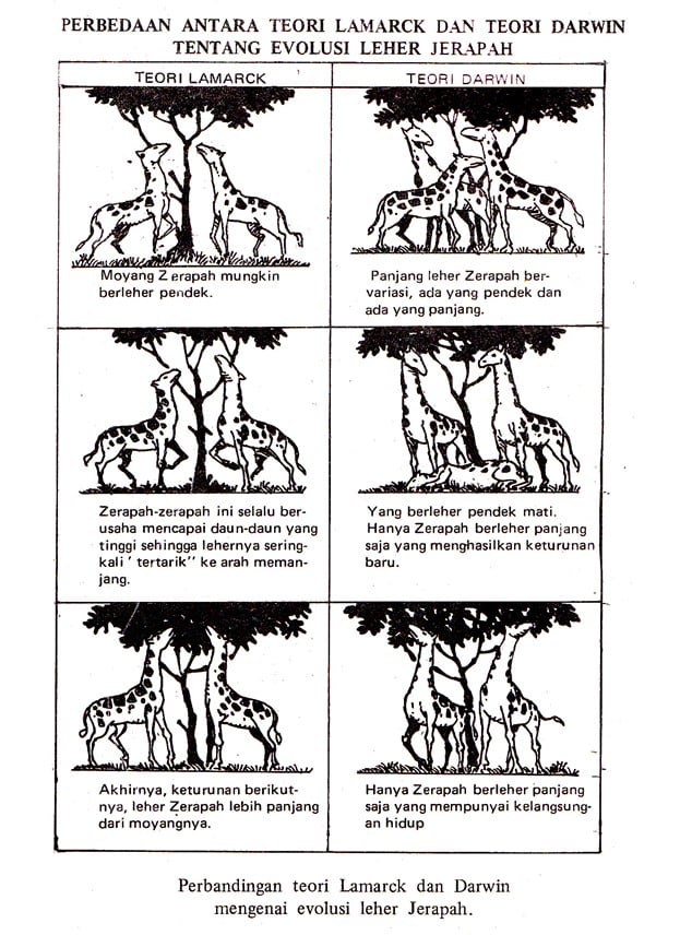 Gambar Perbandingan Perbedaan antara teori evolusi Lamarck dengan teori evolusi Darwin