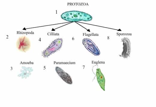 Gambar protozoa