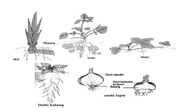 Gambar reproduksi vegetatif