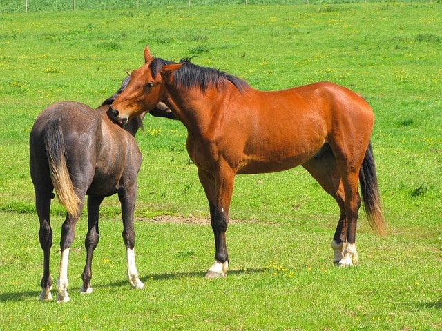 Kuda berkembang biak dengan cara melahirkan hewan ini memiliki ciri-ciri