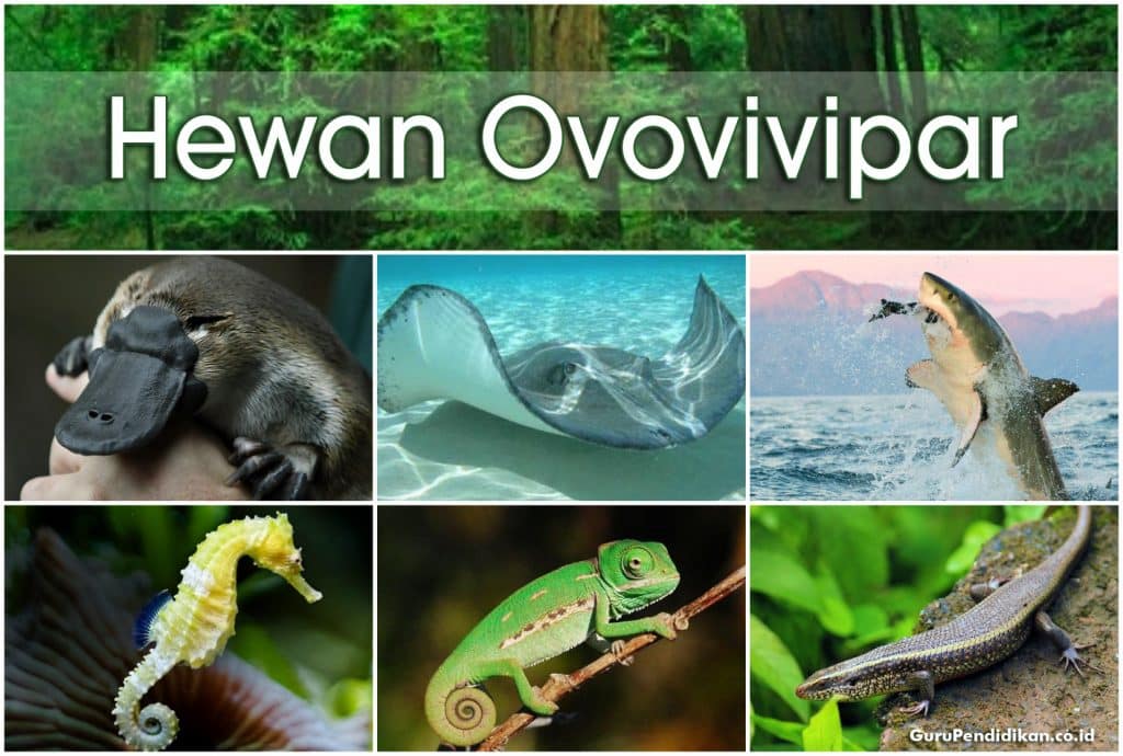 Perkembangbiakan bagaimana cara hewan ovovivipar melakukan secara 10 Contoh