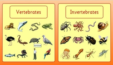 Berikut ini adalah contoh hewan invertebrata yaitu