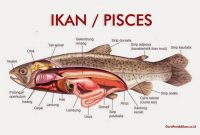 Ikan (Pisces)