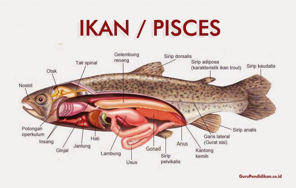 58 Contoh Hewan Pisces Beserta Gambar Terbaik