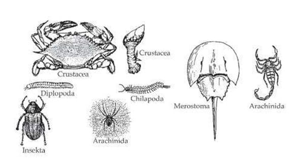 Ciri Arthropoda