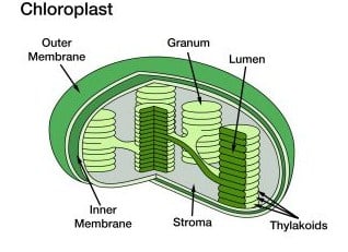 lipatan membran dalam kloroplas membentuk struktur yang disebut