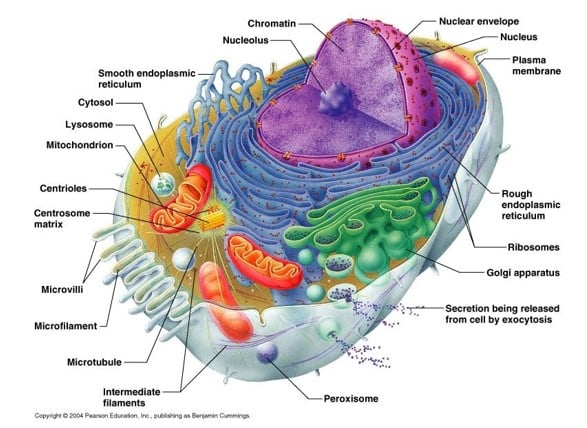 Letak dan Distribusi Mitokondria