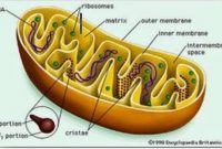 Gambar Mitokondria