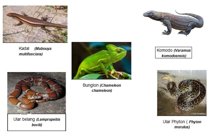 43 Hewan Vertebrata Dan Invertebrata Beserta Gambarnya Terbaru