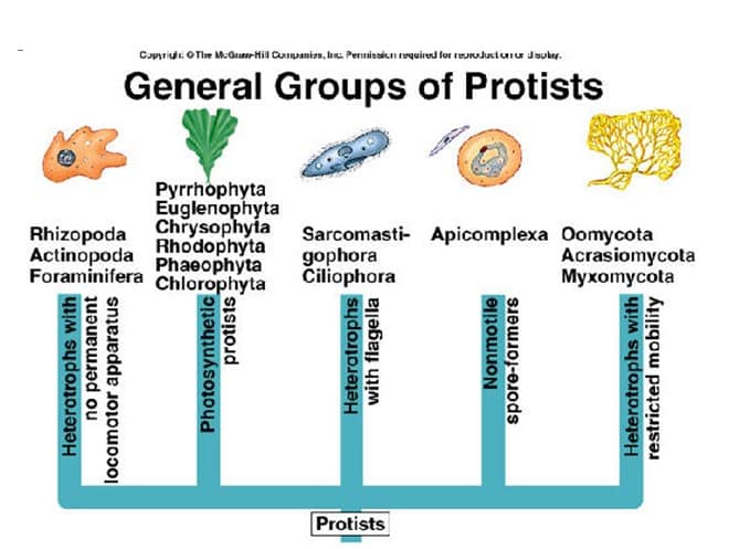 Protista yang mirip dengan tumbuhan uniseluler disebut