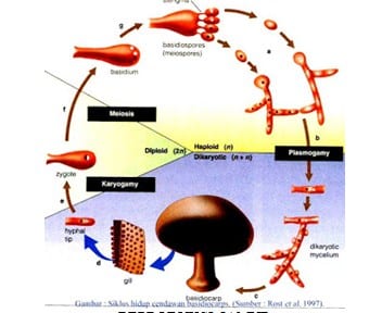 Bagaimana reproduksi generatif pada jamur rhizopus sp