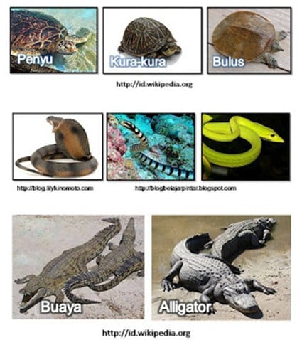 Sebutkan contoh hewan vertebrata