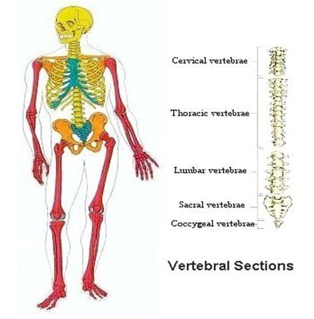 √ Tulang Insan : Pengertian, Jenis, Dan Struktur Beserta Fungsinya Secara  Lengkap - Belajar 84 Belajarlagi