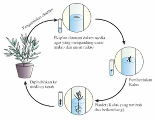 Sama menggunakan perkembangbiakan tumbuhan dengan halnya jaringan kultur perkembangbiakan teknik 6 Tahap