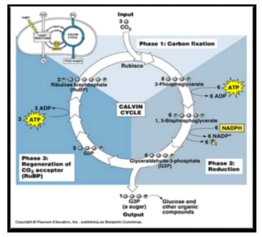 Dalam peristiwa siklus calvin-benson terjadi pengikatan co2 oleh senyawa