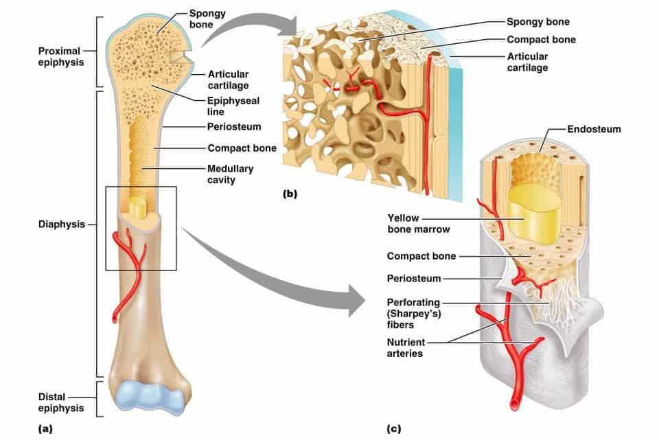 Struktur Tulang Pada Manusia