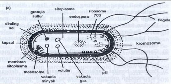 Struktur sel bakteri