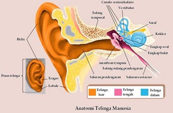 Berikut yang tidak termasuk dalam telinga bagian tengah yaitu