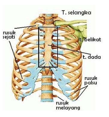 Tulang dada