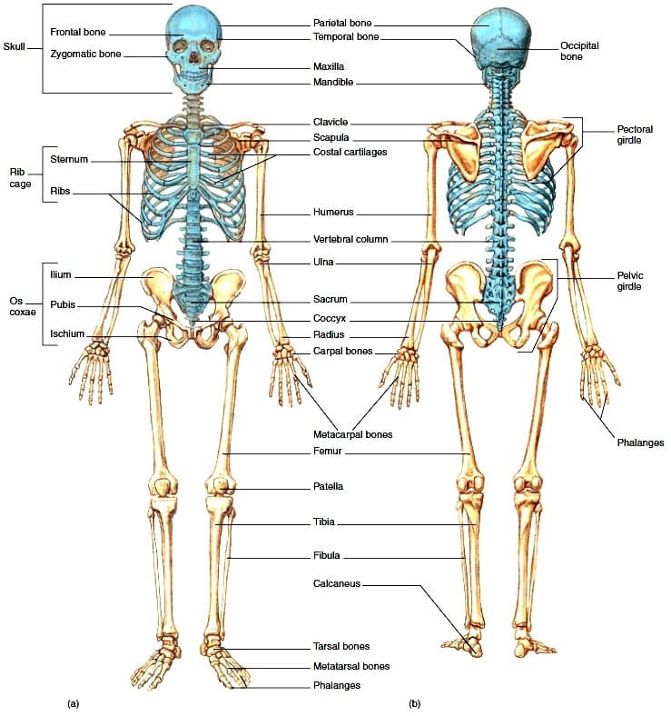 Tulang dan Sendi Manusia