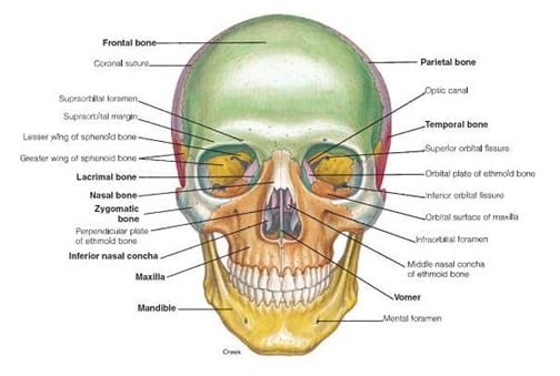 Tulang wajah