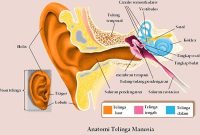 anatomi-telinga-manusia