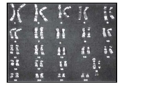 Sel tubuh manusia mempunyai 46 kromosom, maka jumlah kromosom kelamin manusia yaitu ....
