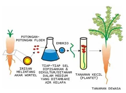 sifat totipotensi pada tumbuhan dapat dimanfaatkan untuk budidaya tanaman dengan cara