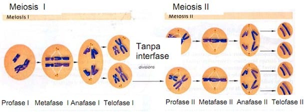 Tahap pembelahan sel secara meiosis dimana terjadi tahap sel mempersiapkan diri dengan melakukan