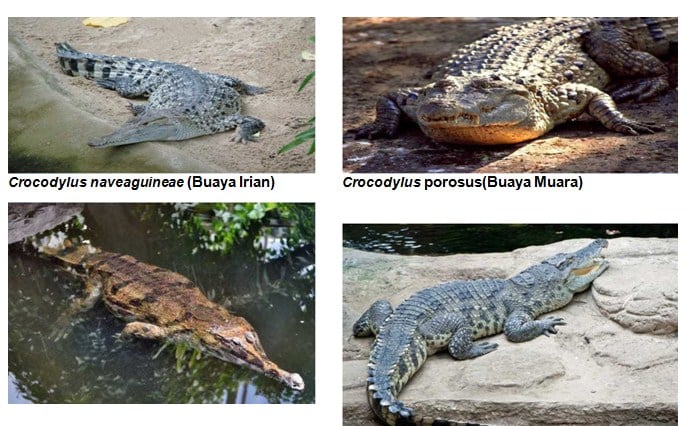 ordo crocodilia