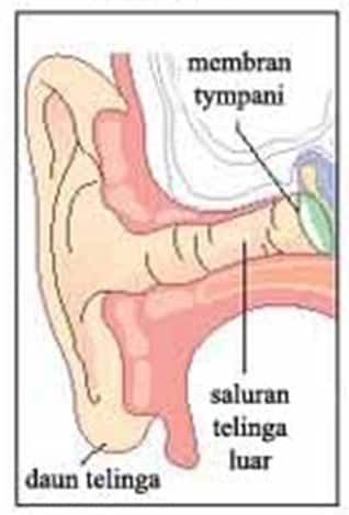 Tulang pendengaran menyebabkan yaitu tulang pengapuran indera dapat gangguan pendengaran pada Kelainan