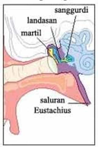 Selaput gendang telinga sangat tipis jika terkena bunyi maka yang akan terjadi adalah