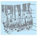 Gambar Epitel silindris berlapis