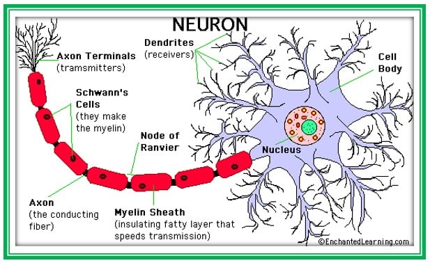Gambar skema sel saraf