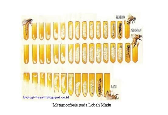 Metamorfosis Sempurna pada Lebah Madu