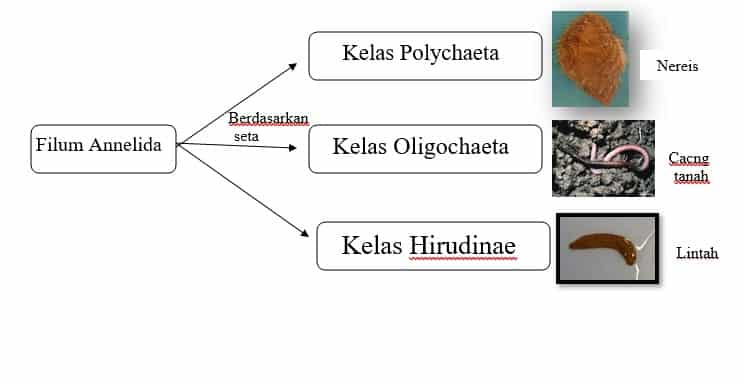 Kelas dari phylum nemathelminthes. Nemathelminthes biologi x - havassibolt.hu