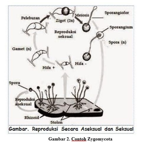 Reproduksi generatif rhizopus bagaimana sp jamur pada Cara Jamur