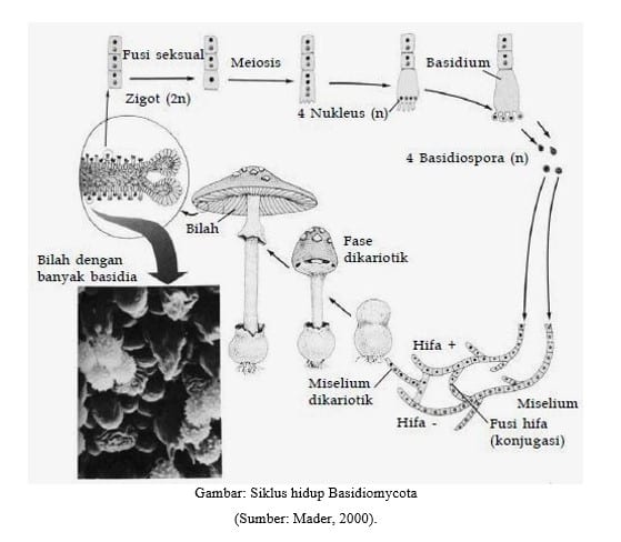 Gambar Siklus hidup Basidiomycota